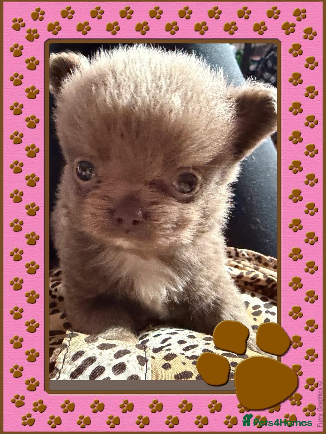 Chihuahua dogs for sale: Tiny stunning Russian Chihuahua’s   - Advert 35