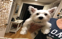 West Highland Terrier dogs for sale:  West Highland White Terrier - Image 11