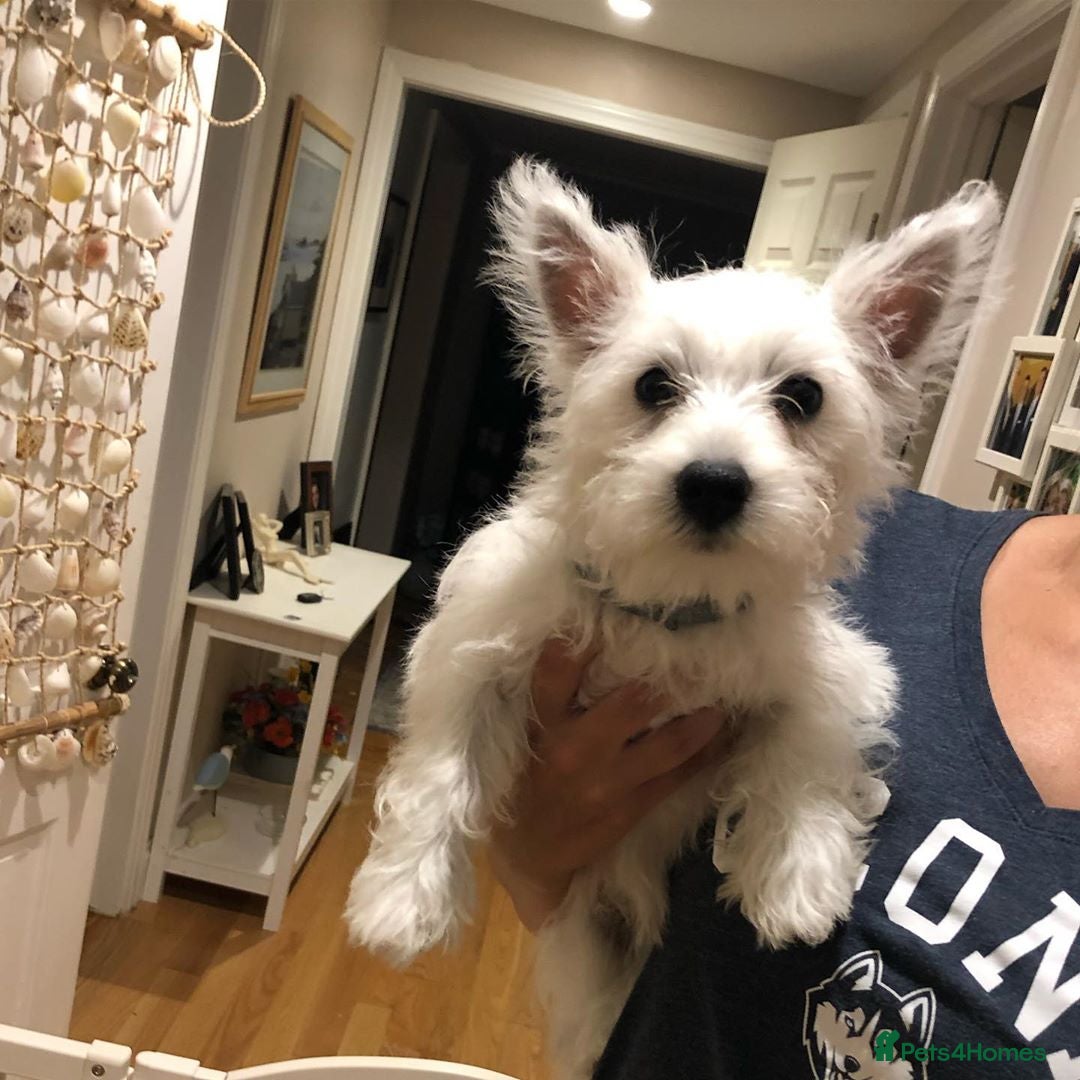 West Highland Terrier dogs for sale:  West Highland White Terrier - Image 11