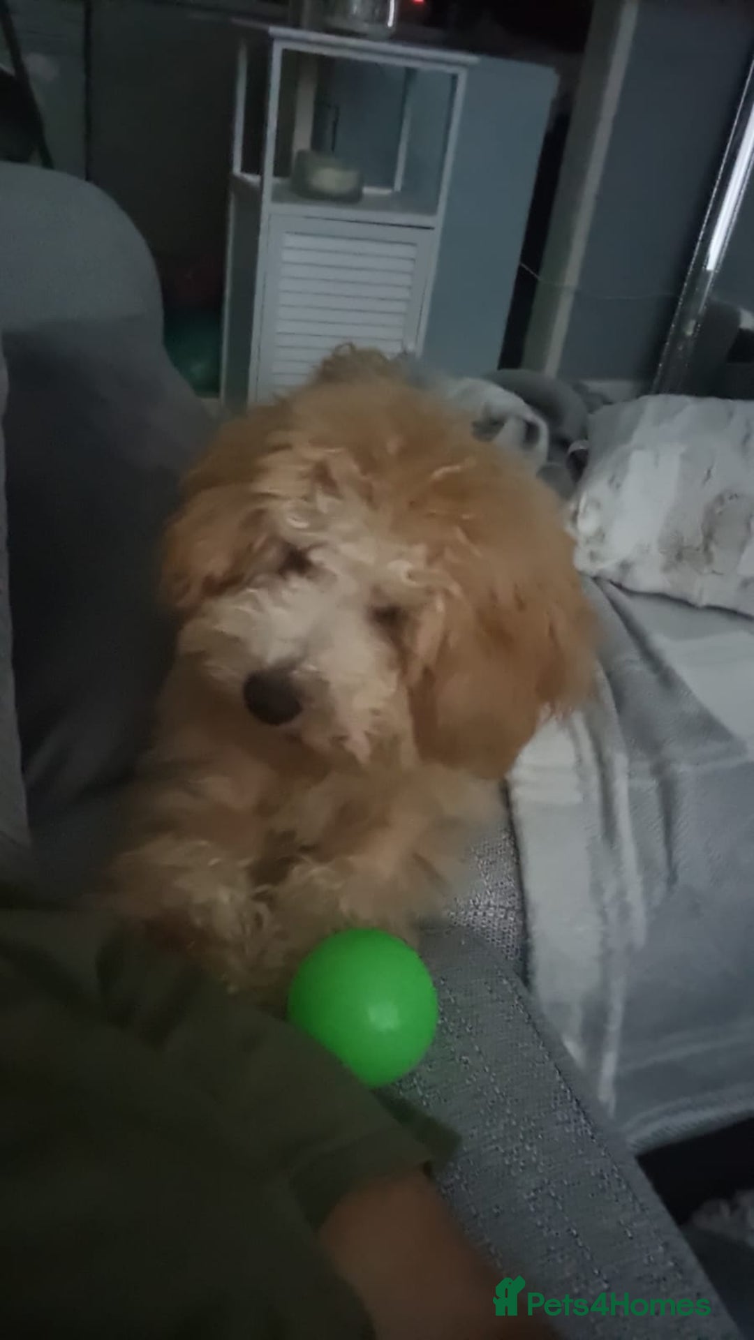 Poochon dogs for sale: 11 month old poochon - Advert 7