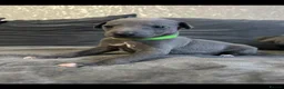 Whippet dogs for sale: Kennel club blue whippet puppies  - Advert 15