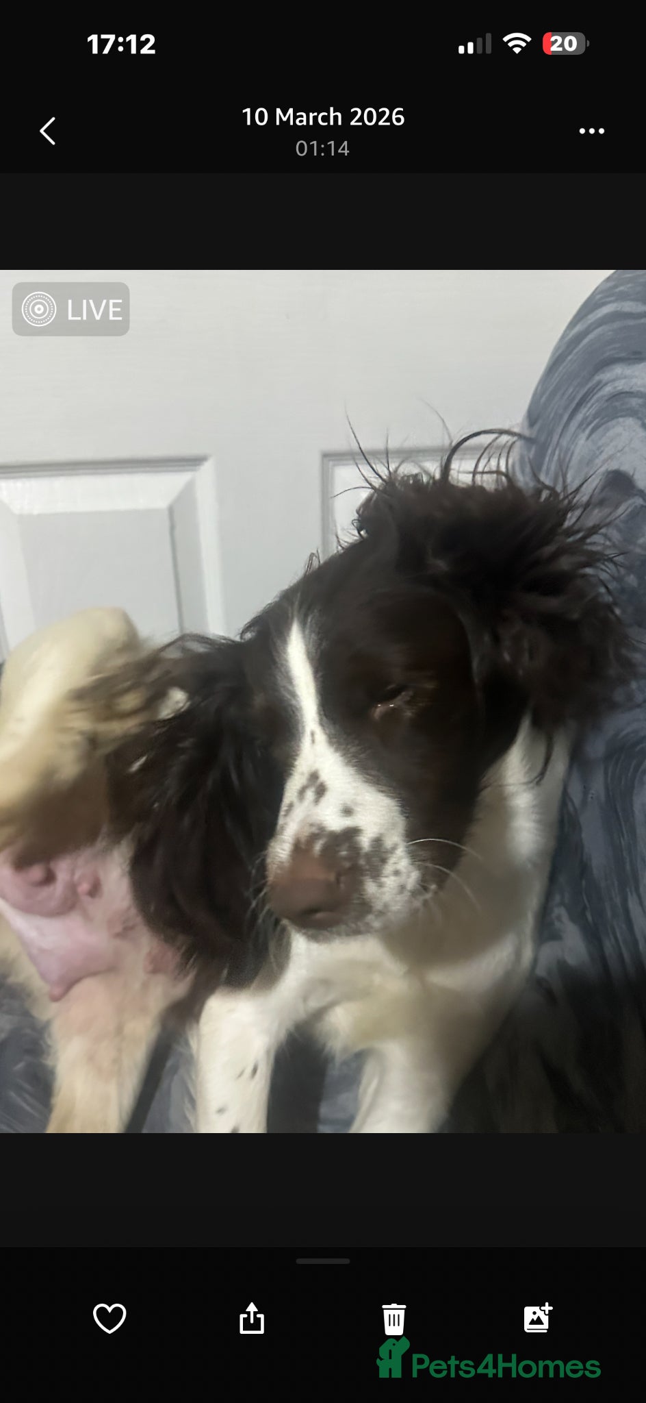 English Springer Spaniel dogs 8 beautiful puppies  - Advert 2