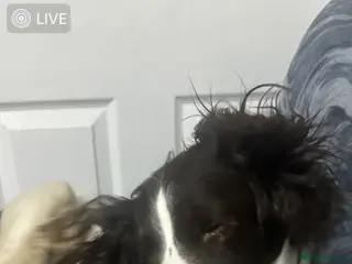 English Springer Spaniel dogs 8 beautiful puppies - Advert 5