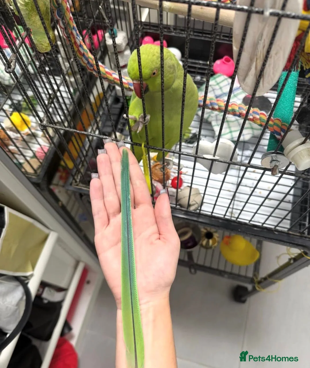 Ringnecks birds for sale: Baby Ringneck parrot for sale  in Leicester - Advert 3