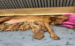 Hungarian Vizsla dogs for sale: Hungarian Vizsla Puppies  - Image 3
