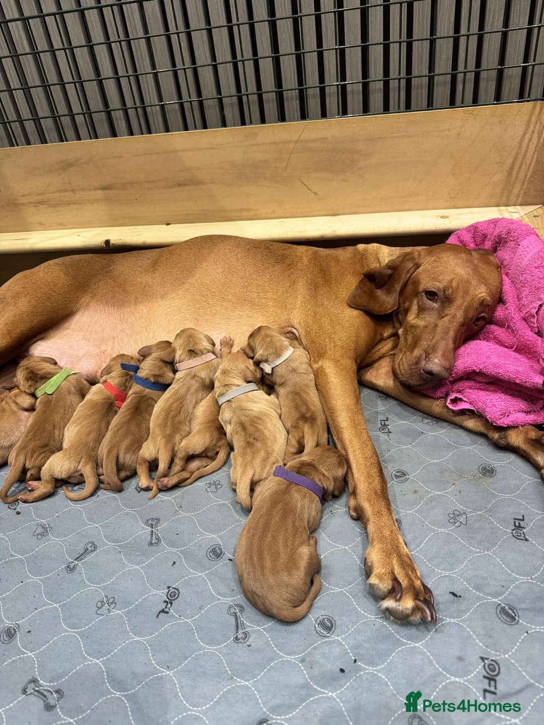 Hungarian Vizsla dogs for sale: Hungarian Vizsla Puppies  - Image 3