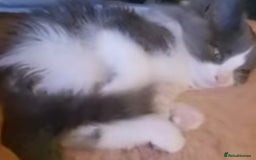 Ragdoll cats for sale: Ragdoll x - Image 7