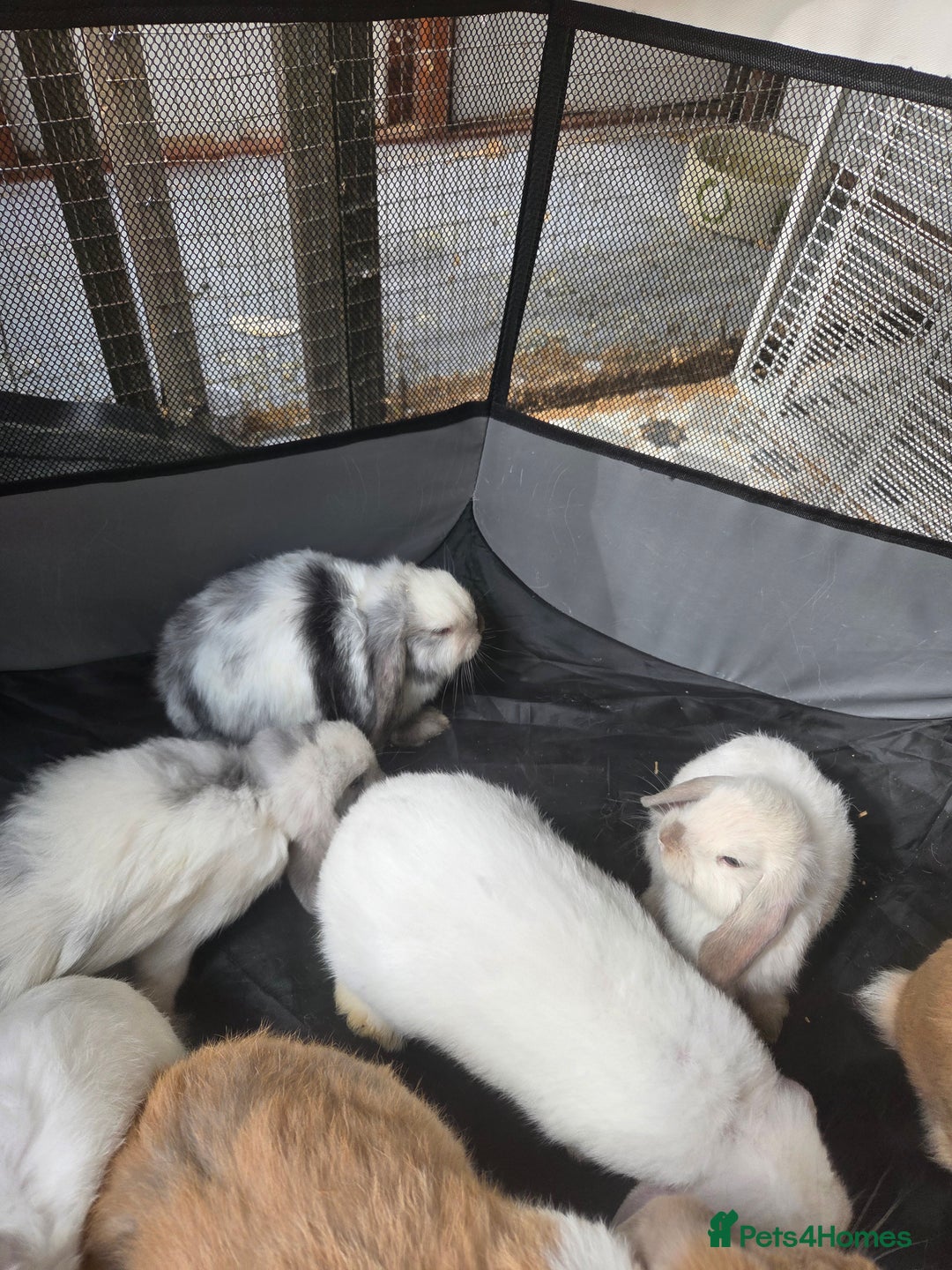 Mini Lop rabbits for sale: Mini lop rabbits  - Image 1