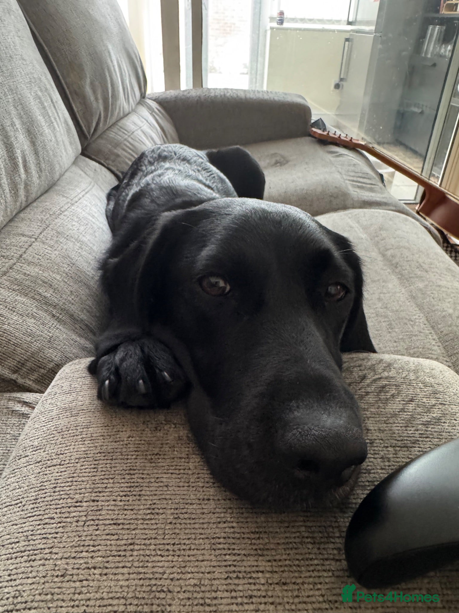 Springador dogs Pippa looking for forever home - Advert 1