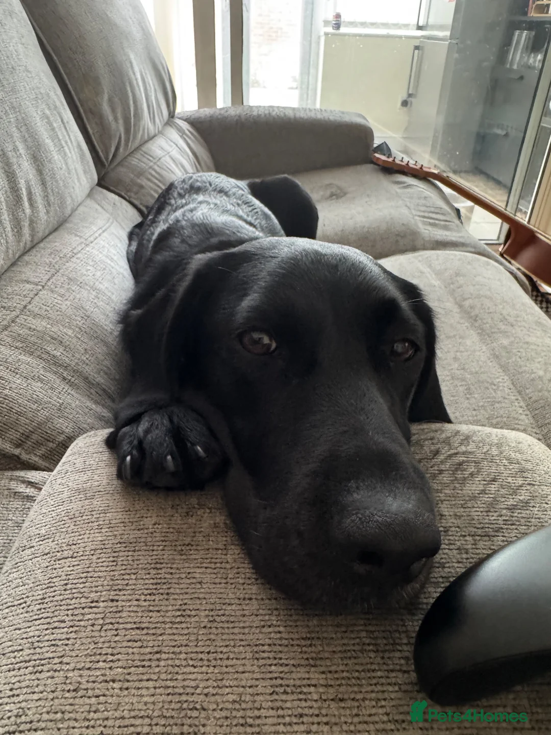 Springador dogs for sale: Pippa looking for forever home - Advert 1