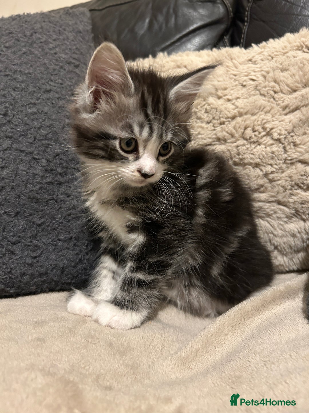 Maine Coon cats for sale: Maine Coon - Image 3