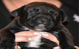 Belgian Shepherd Dog dogs for sale: Exceptional Herders from World-Class Lines - Image 24