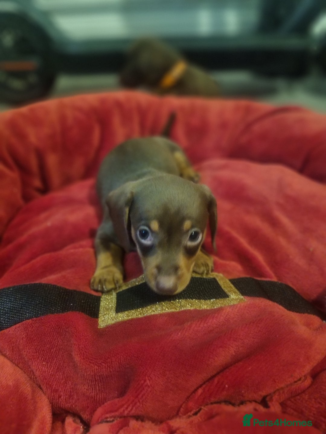 Miniature Dachshund dogs for sale: Miniature Dachshund  - Advert 20