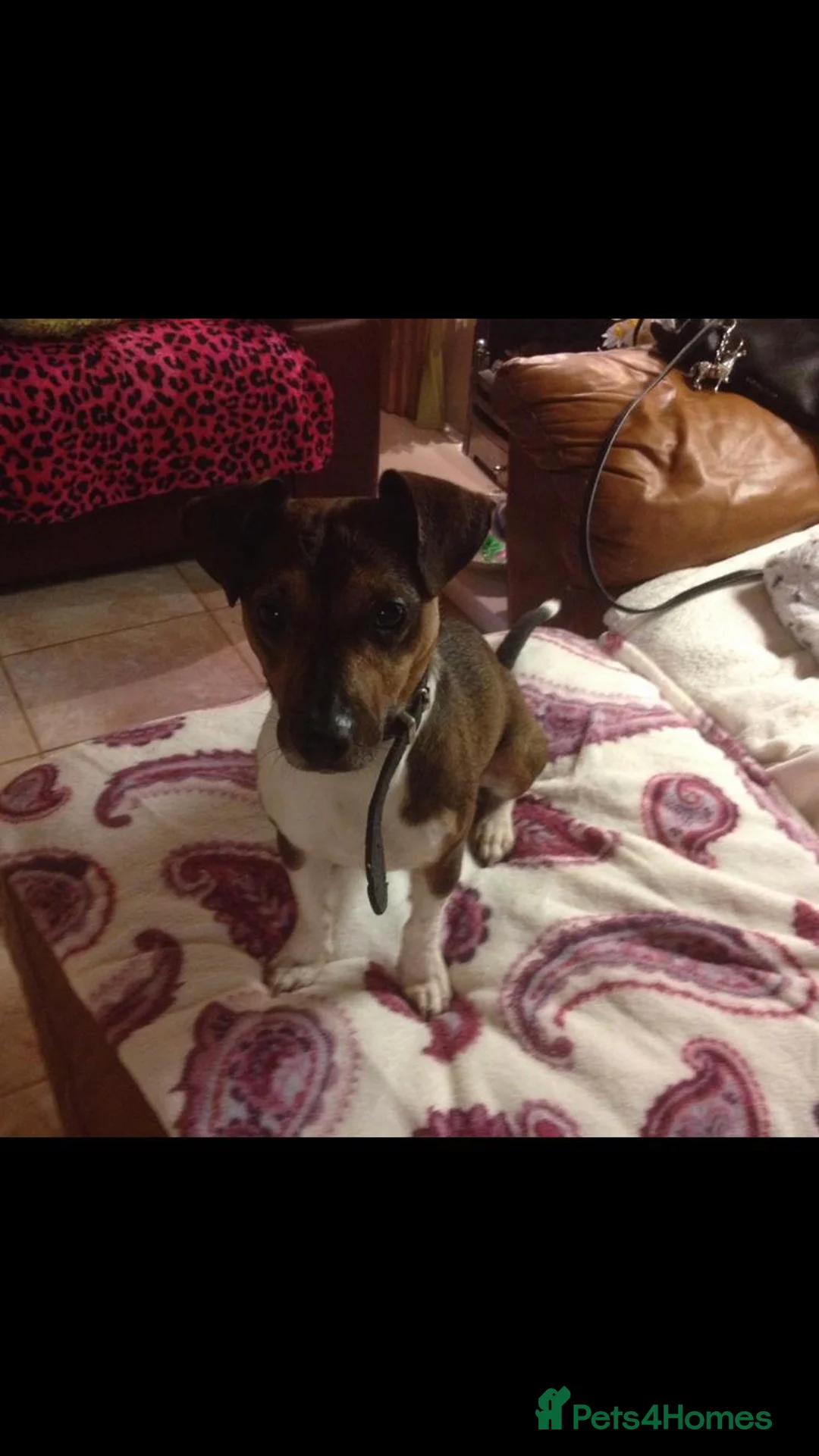 Jack Russell dogs for stud: jack russell stud tan white in Wednesbury - Advert 1