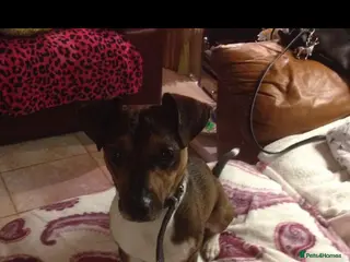 Jack Russell dogs jack russell stud tan white in Wednesbury - Advert 6