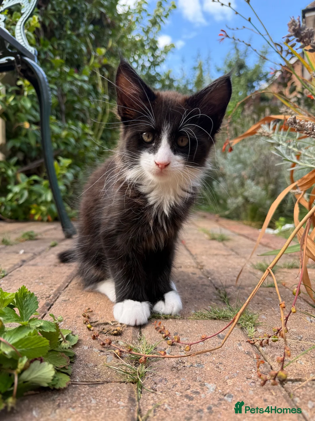 Mixed Breed cats for sale: Half Maine Coon Kittens - Beautiful Pair 🐾 - Advert 21