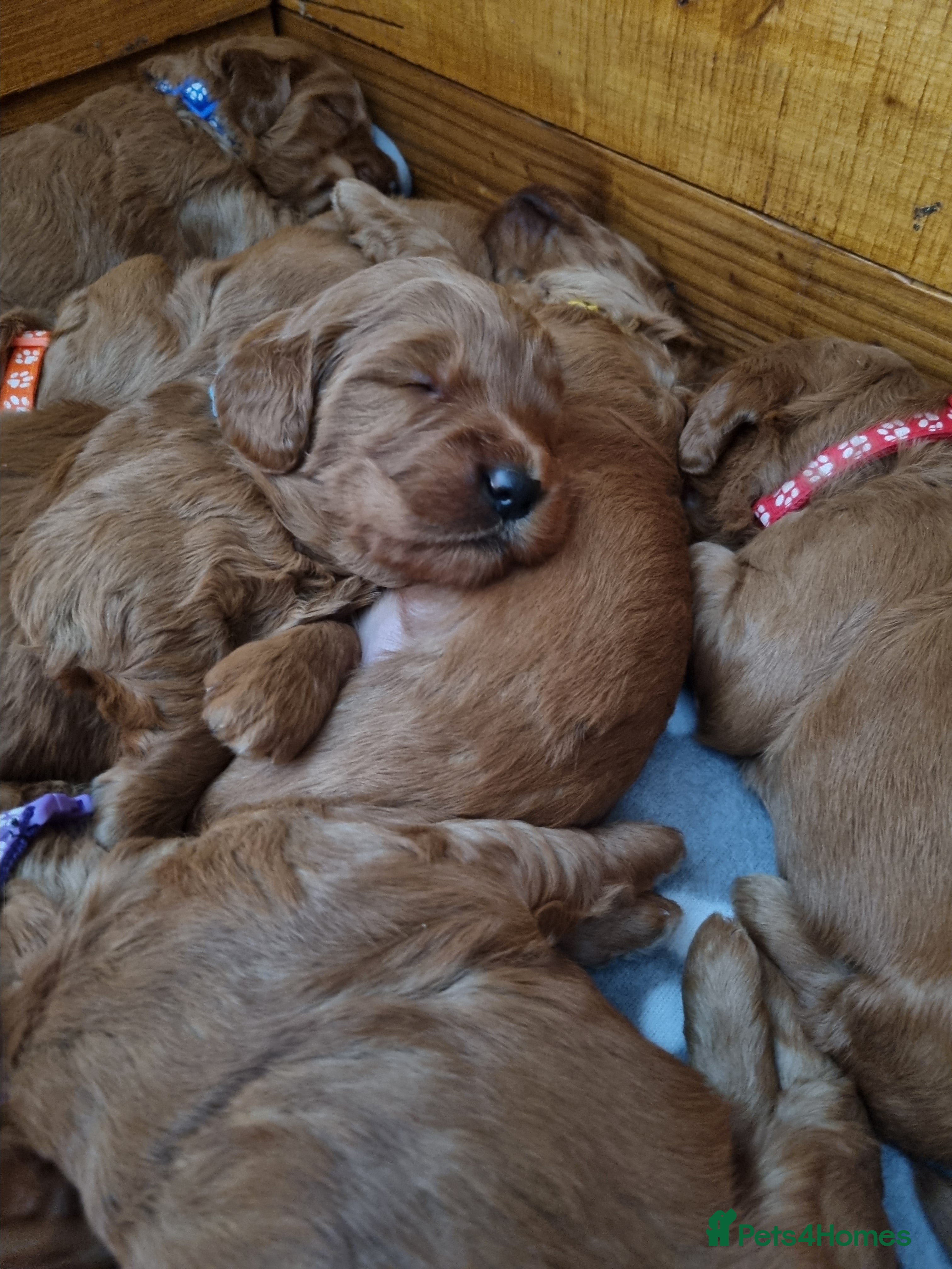 Mini Goldendoodle dogs Mini Fox H.Tested Goldendoodles bred by K9trainer! - Advert 2