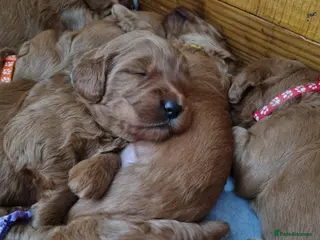 Mini Goldendoodle dogs Mini Fox H.Tested Goldendoodles bred by K9trainer! - Advert 2