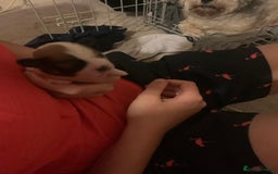 Lhasa Apso dogs for sale: 4 stunning Lhasa  boys  - Image 12