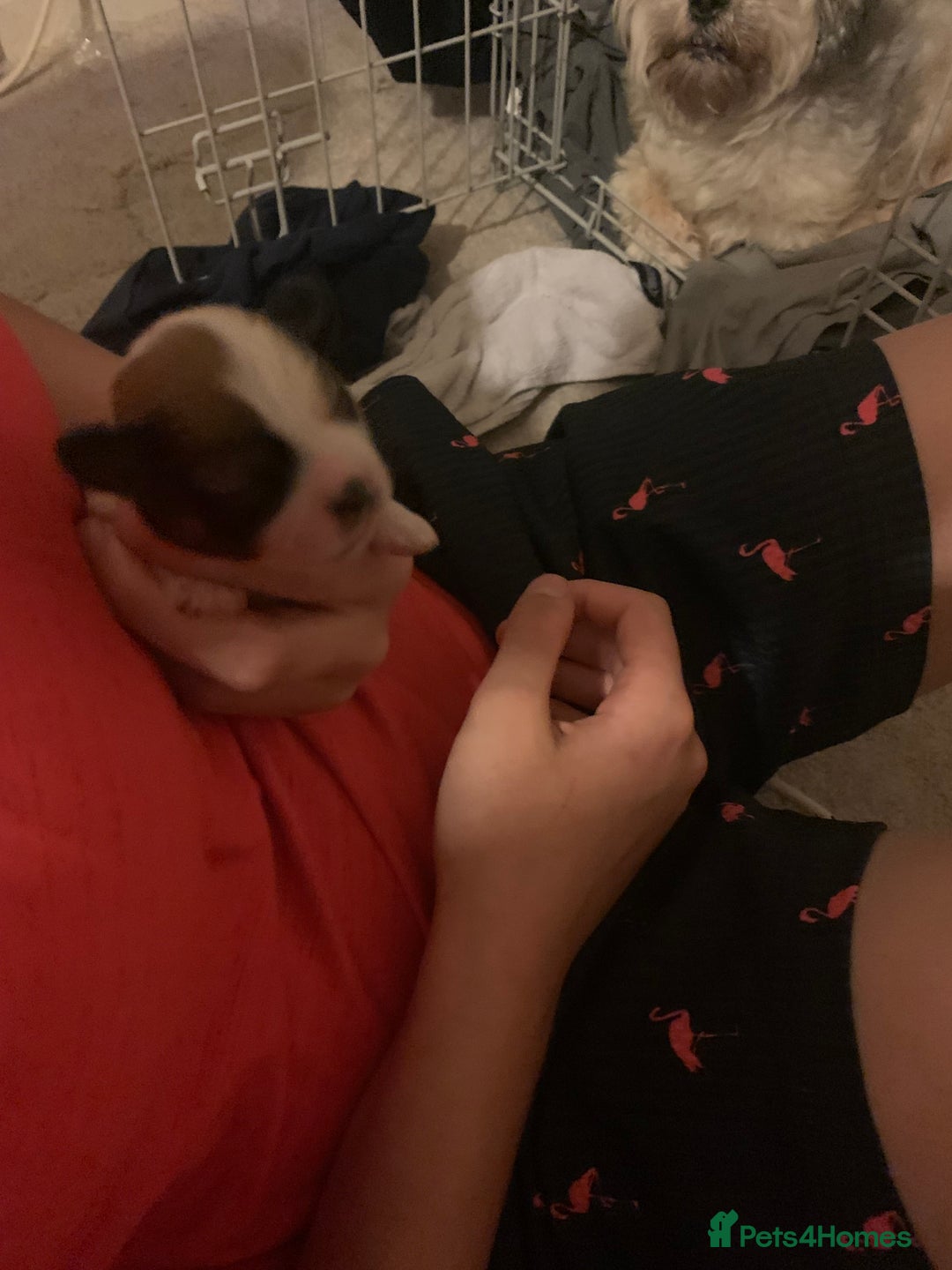 Lhasa Apso dogs for sale: 4 stunning Lhasa  boys  - Image 12