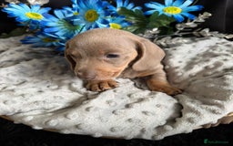 Dachshund dogs for sale: KC registration dachshund  - Image 9