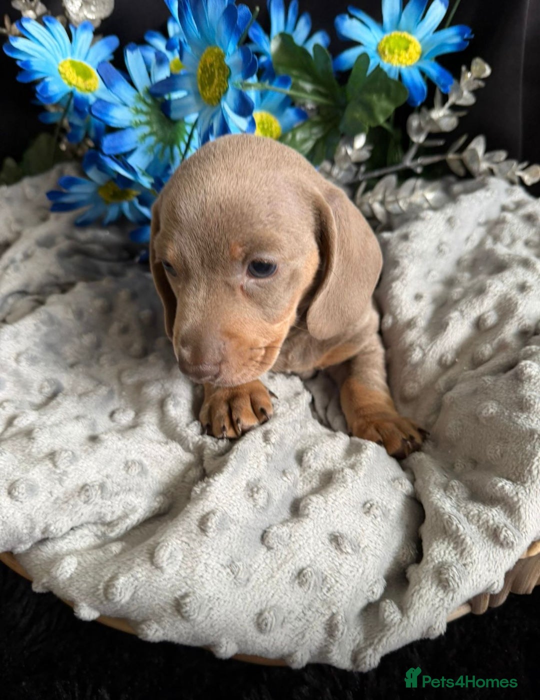 Dachshund dogs for sale: KC registration dachshund  - Image 9