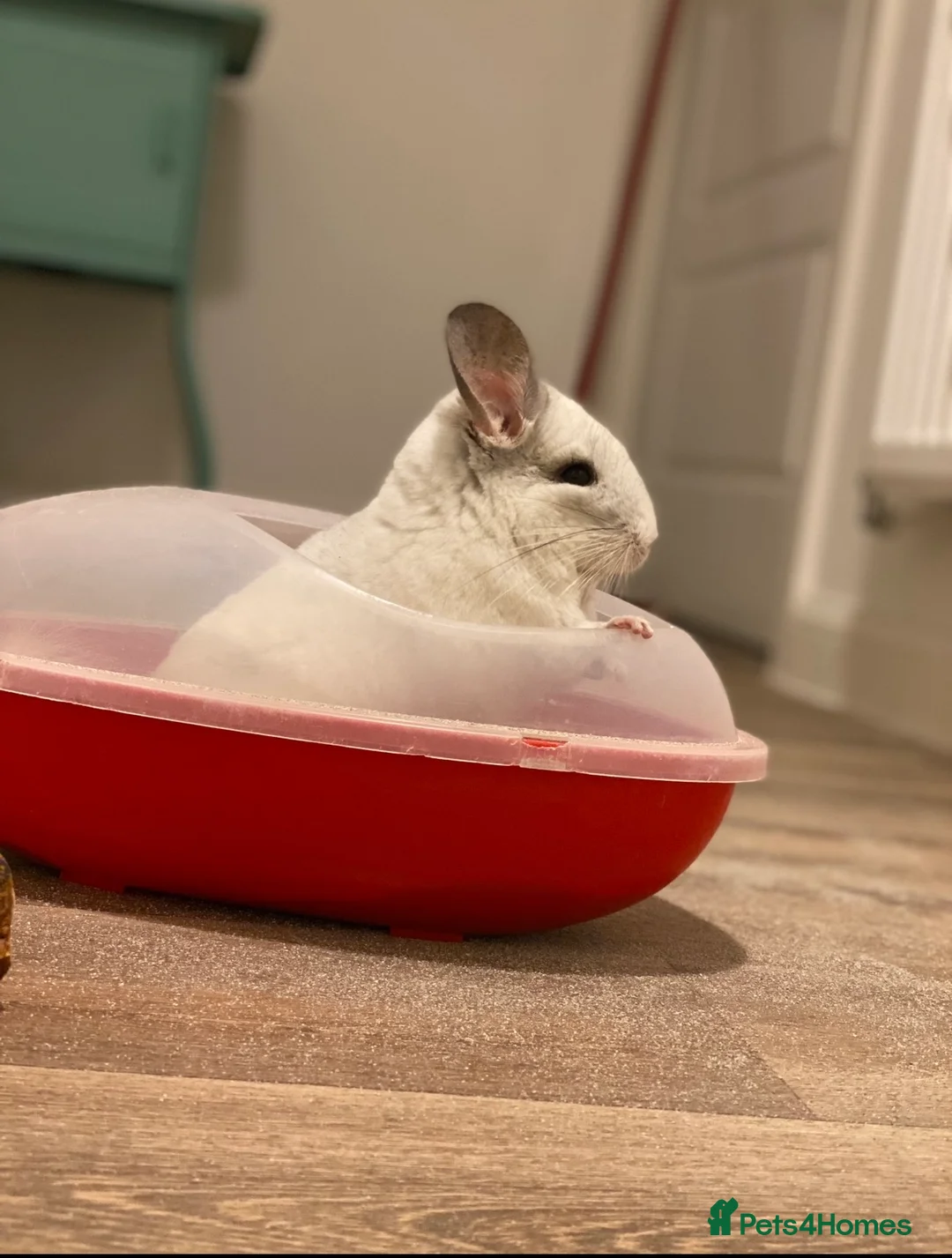 Chinchilla rodents for sale: Salt & Pepper - Advert 2