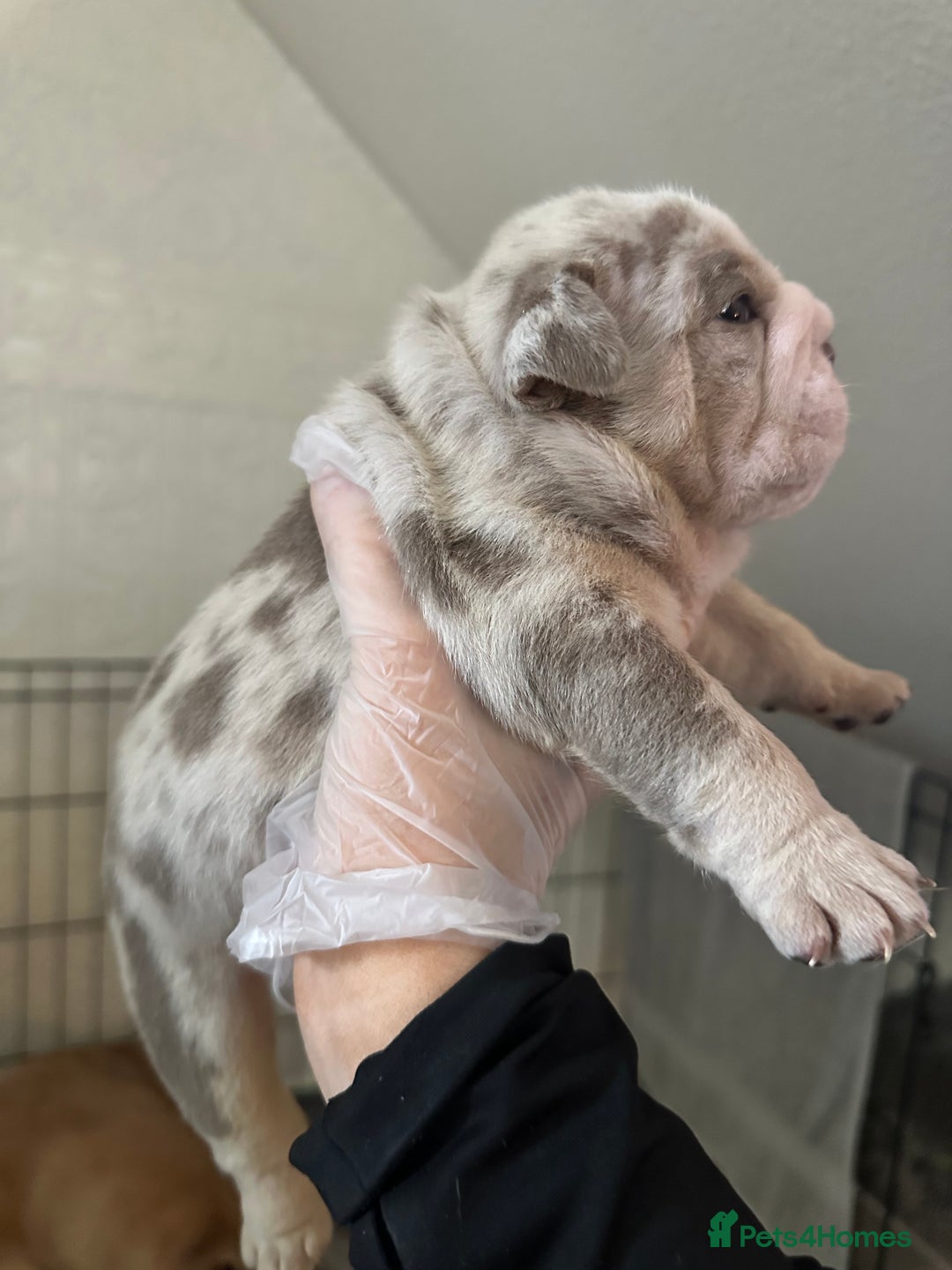 English Bulldog dogs for sale: English bulldog pups - Image 1