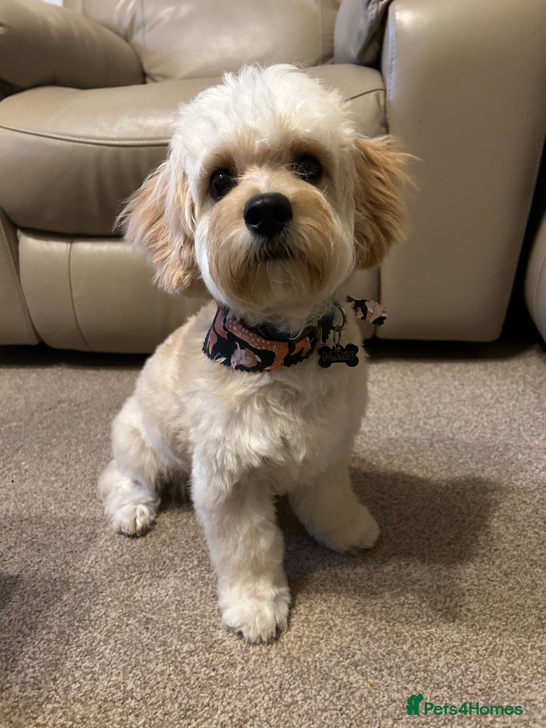 Cavachon dogs for sale: Rehoming charlie - Image 3