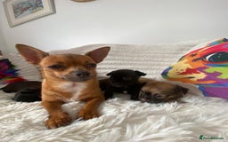 Chihuahua dogs for sale: Absolutely Stunning Little Chihuahua Puppies - Image 17