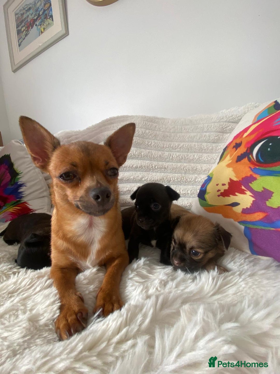 Chihuahua dogs for sale: Absolutely Stunning Little Chihuahua Puppies - Image 17