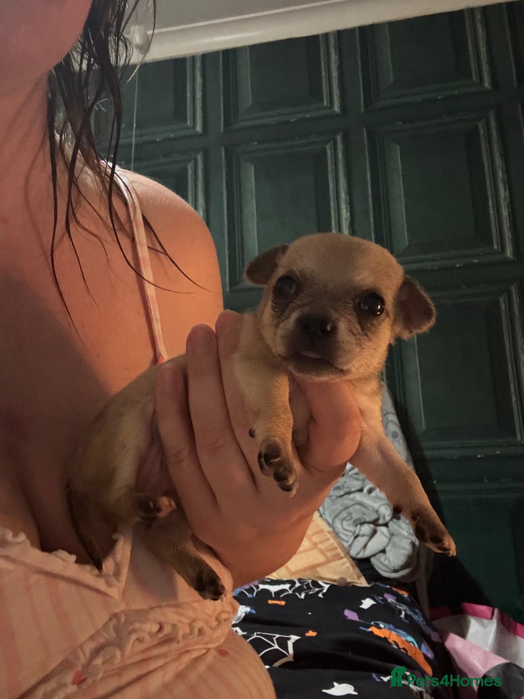Chihuahua dogs for sale: Mixed litter of chihuahuas forsake  - Image 7
