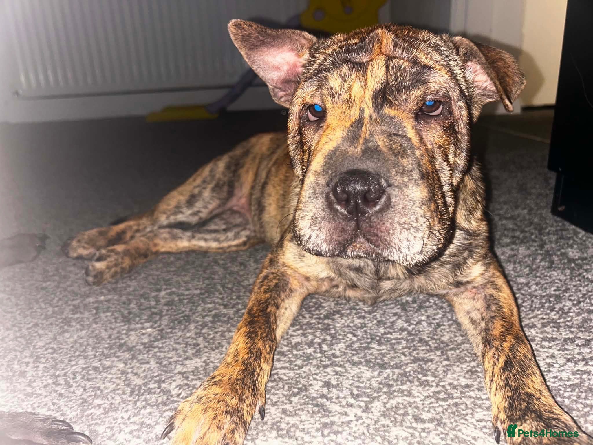 Mixed Breed dogs Sharpei X 25% Staffy - Advert 9