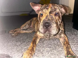Mixed Breed dogs Sharpei X 25% Staffy - Advert 9