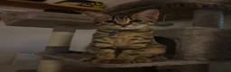 Mixed Breed cats for sale: 7 month old kitten looking for forever home in Bury - Advert 5