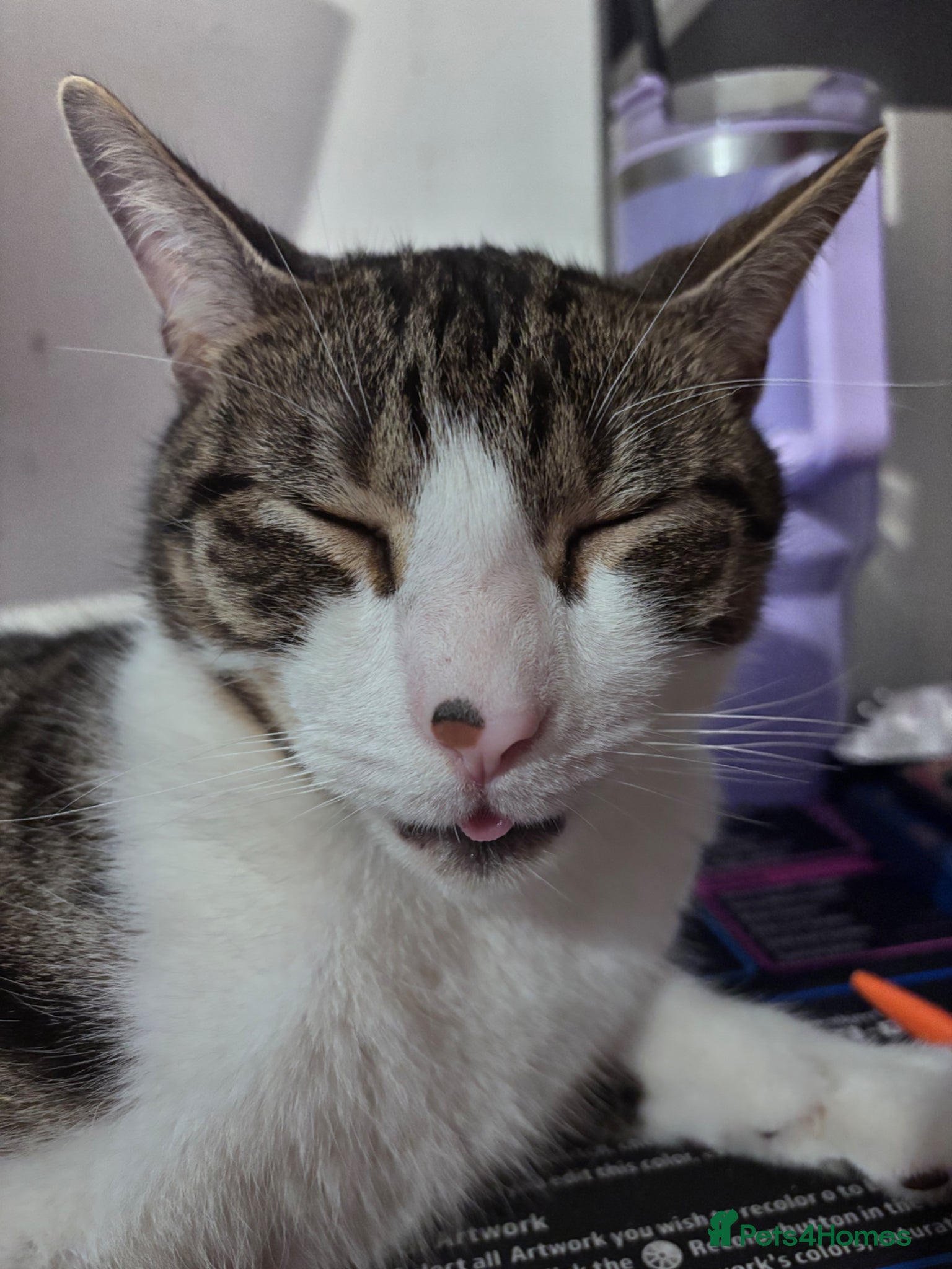 British Shorthair cats Tabby cat for sale - Advert 1