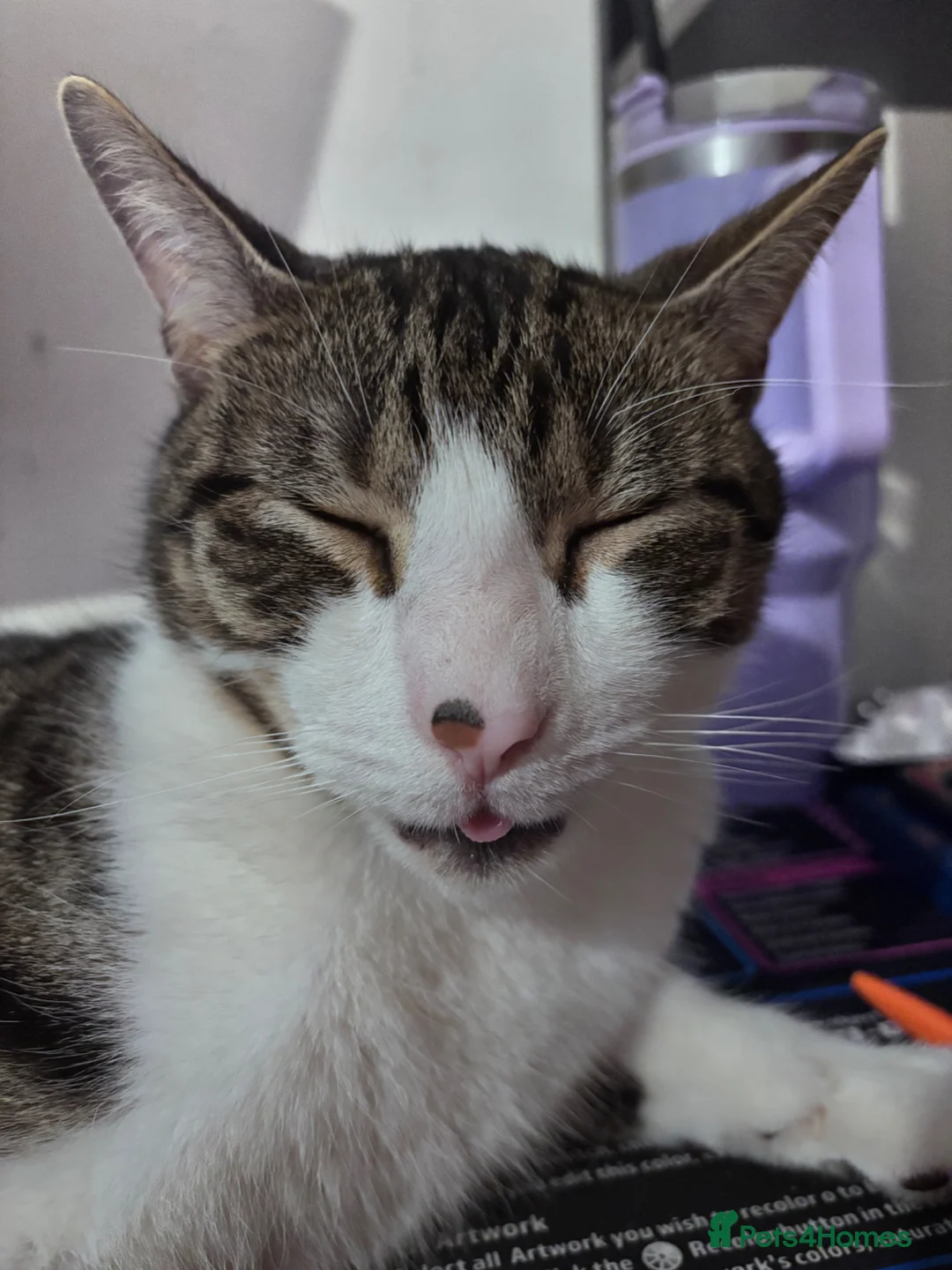 British Shorthair cats for sale: Tabby cat for sale in Bexhill-on-Sea - Advert 1