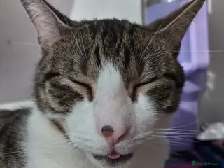 British Shorthair cats Tabby cat for sale - Advert 1