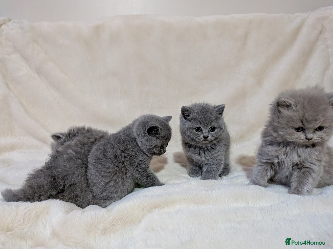 British Shorthair cats for sale: Beautiful British Shorthair kittens GCCF reg - Advert 8