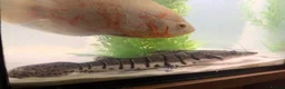 Catfish fish for sale: Tiger shovelnose catfish  in Sudbury - Advert 4