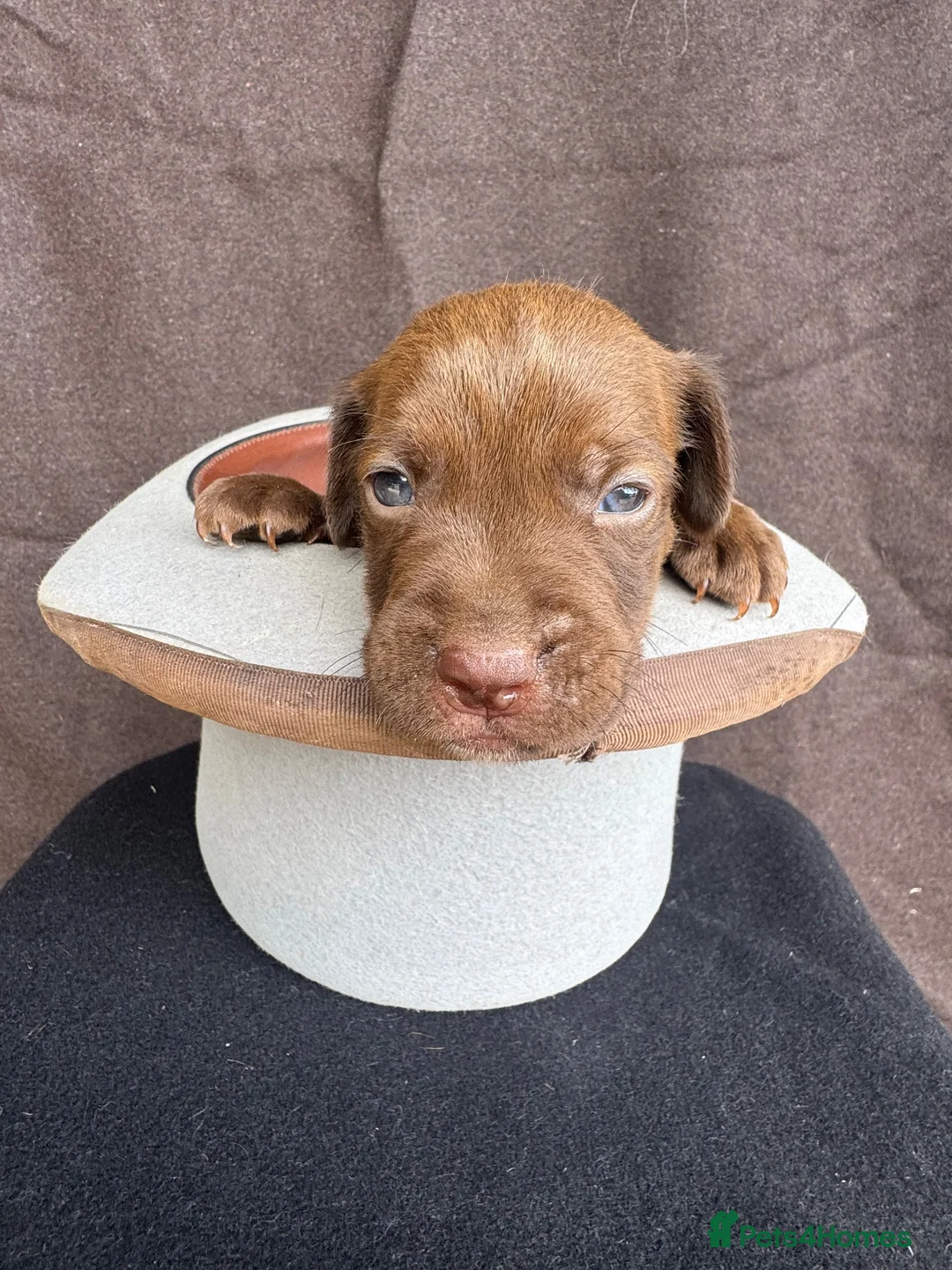 Mixed Breed dogs for sale: Springer spaniel cross - Advert 1