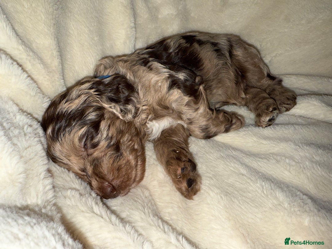 Cockapoo dogs for sale: F1 Cockapoo puppies  - Image 34