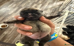 Pug dogs for sale: Home raise fawn&black Pug puppies - Advert 4