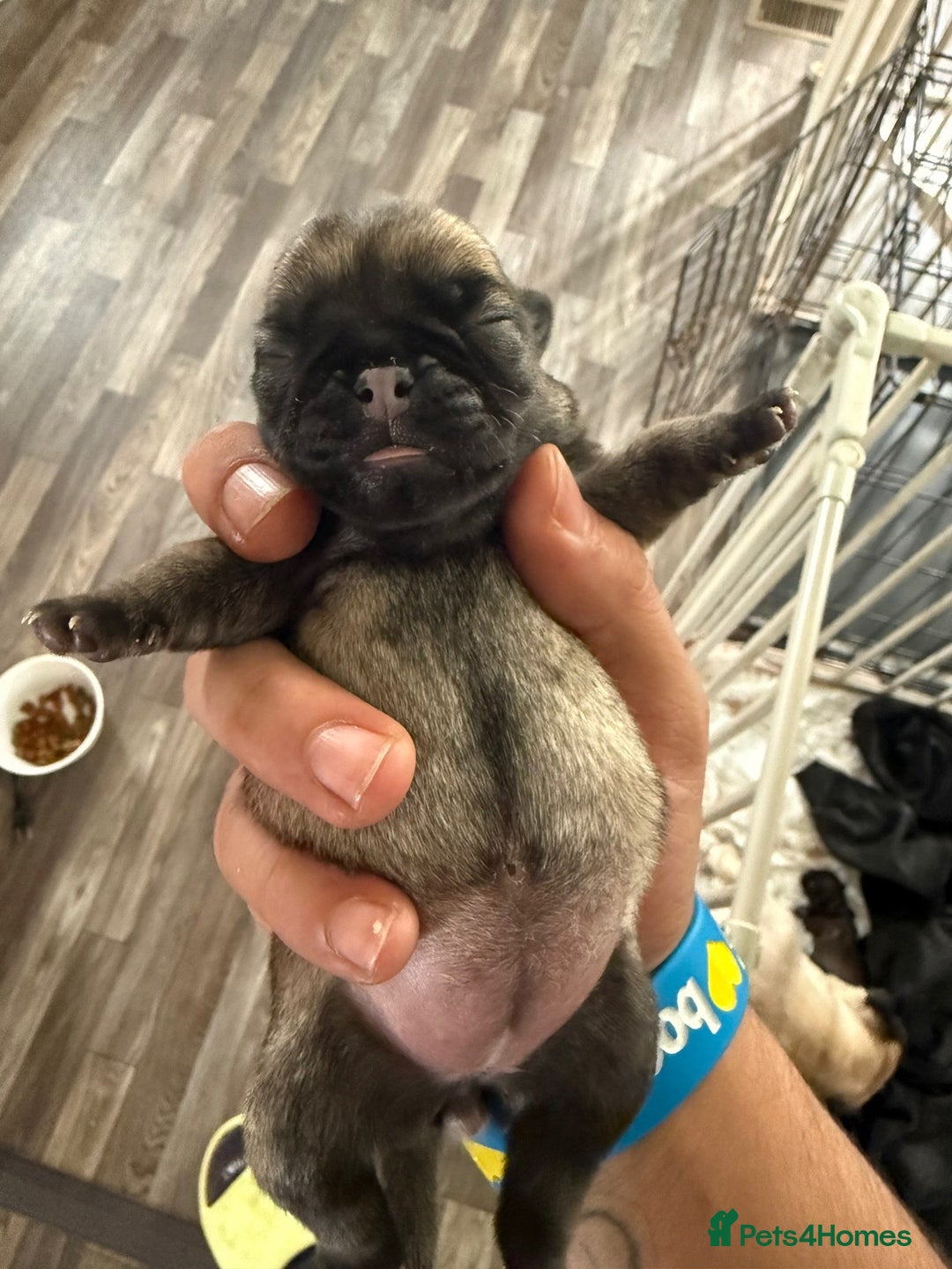 Pug dogs for sale: Home raise fawn&black Pug puppies - Advert 4