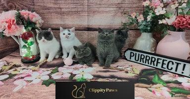 British Shorthair cats - Advert 2