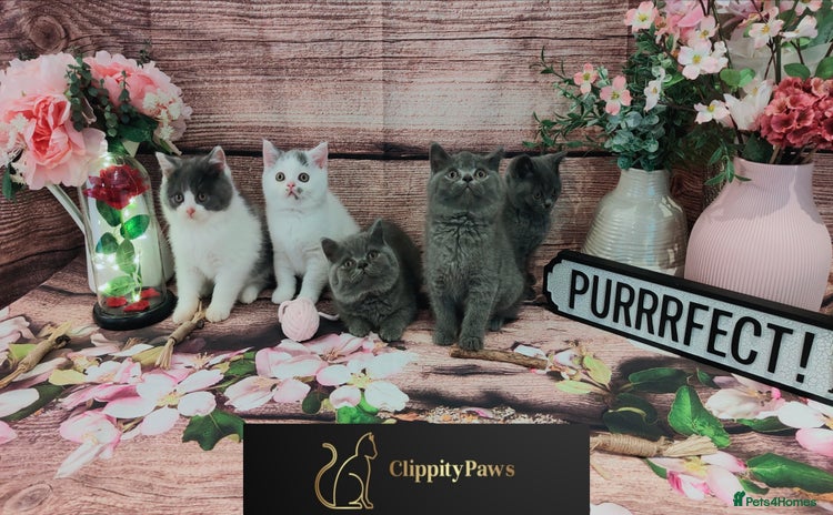 British Shorthair cats - Advert 7