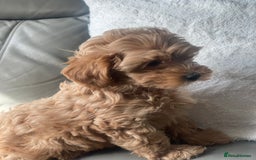 Toy Poodle dogs for sale: Toy poodle girls - Image 8