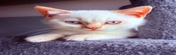 British Shorthair cats for sale: 🌟GCCF BSH Kittens Beautiful Variety of Colours 🌟 - Advert 4
