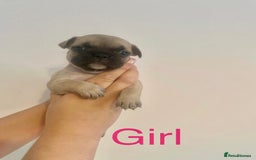 French Bulldog dogs for sale: 3 beautiful French bulldogs 😍 - Image 4
