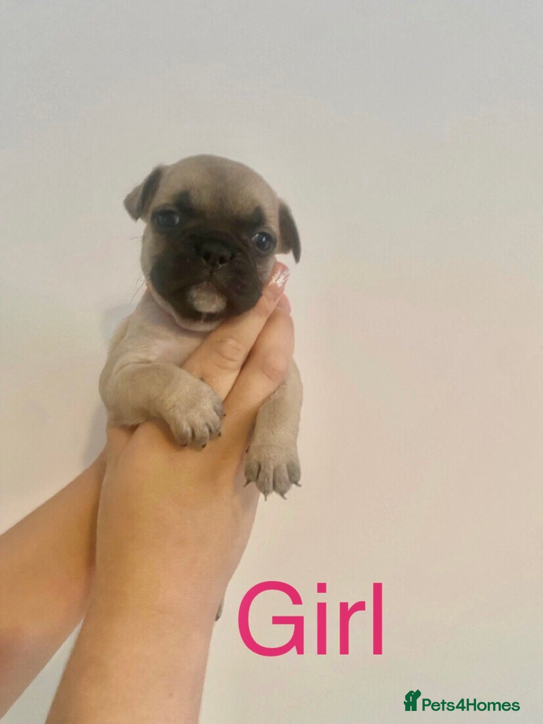 French Bulldog dogs for sale: 3 beautiful French bulldogs 😍 - Image 4